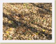 2005-10-28 13-52-53 DeYeuro 78,1mm 1_60_eme F7,1 * 2592 x 1944 * (3.44MB)